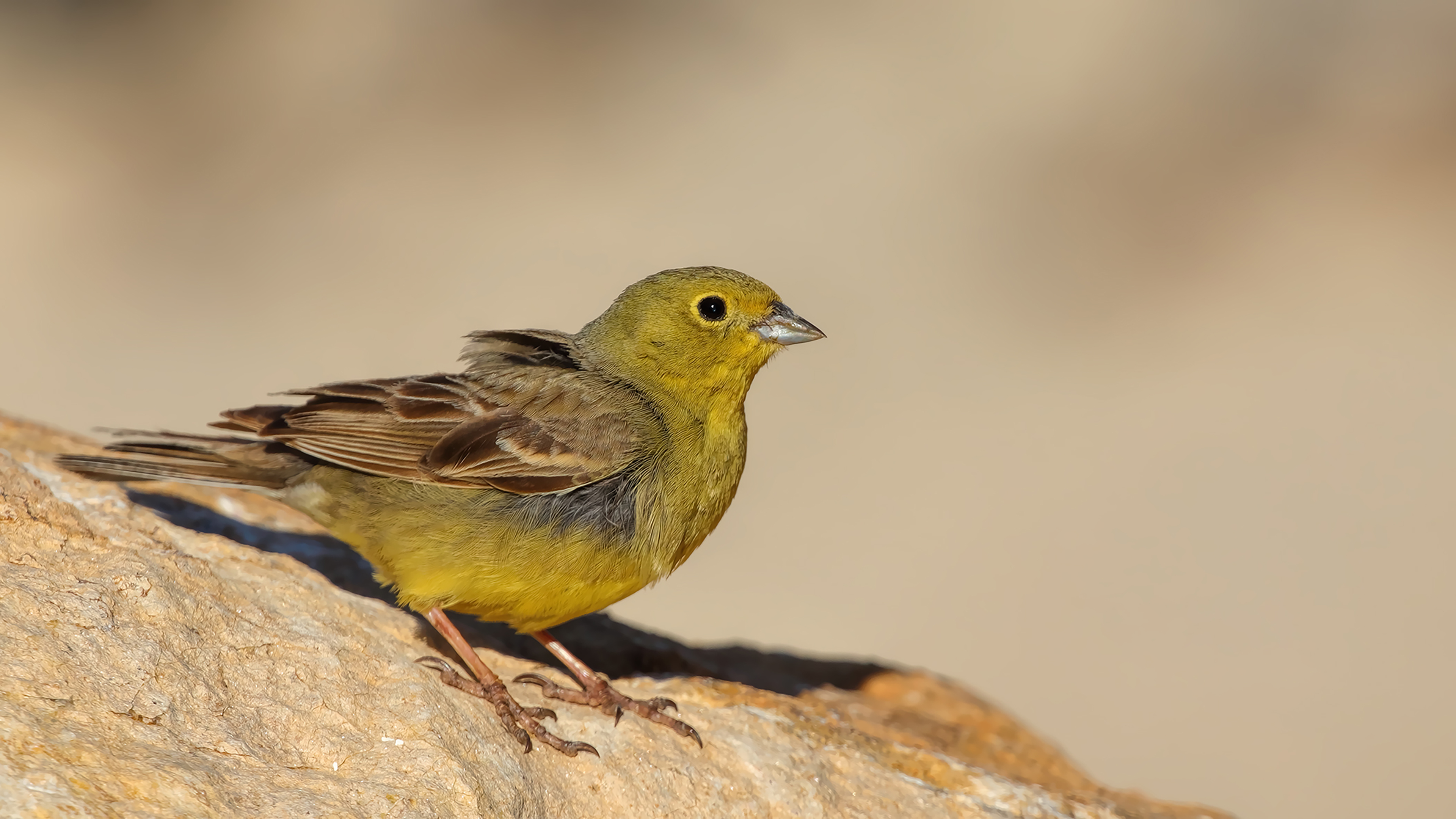 Cinereous Bunting — Ana fotoğraf